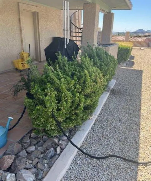 Rounded shrubs trimmed along a concrete border and gravel bed