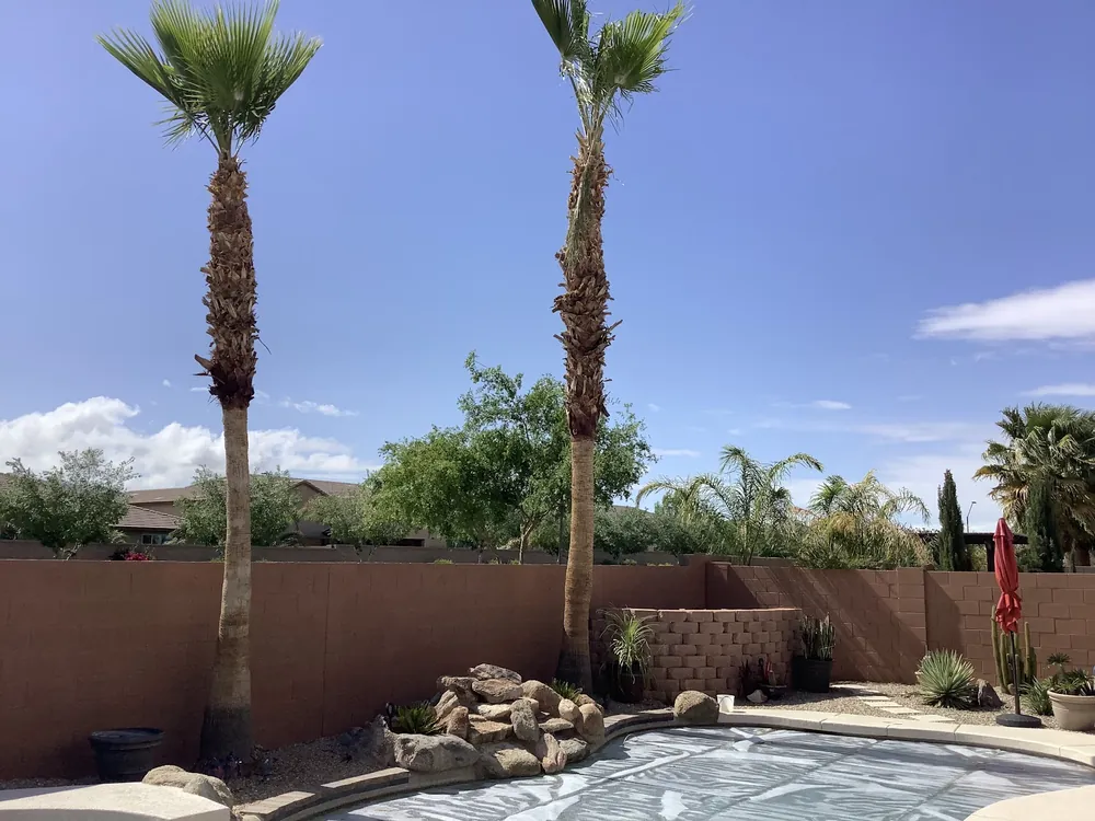 Two tall palms trimmed clean beside a rock waterfall and pool, with desert plants along a block wall