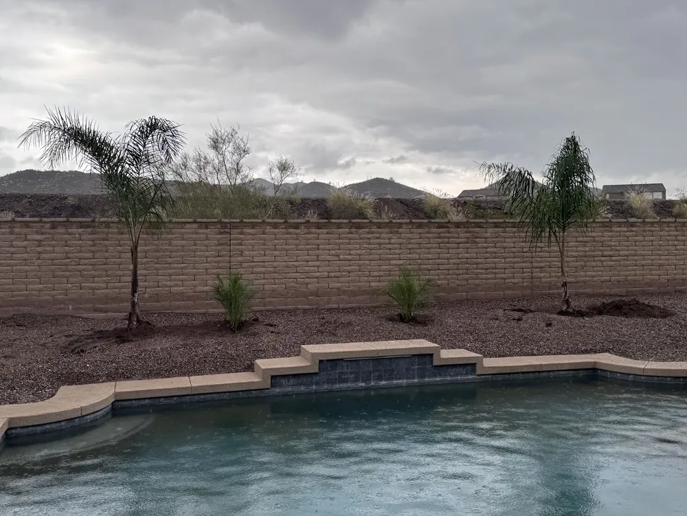 Young palms and desert plants set in a bed of mulch beside a pool, with mountains behind the wall